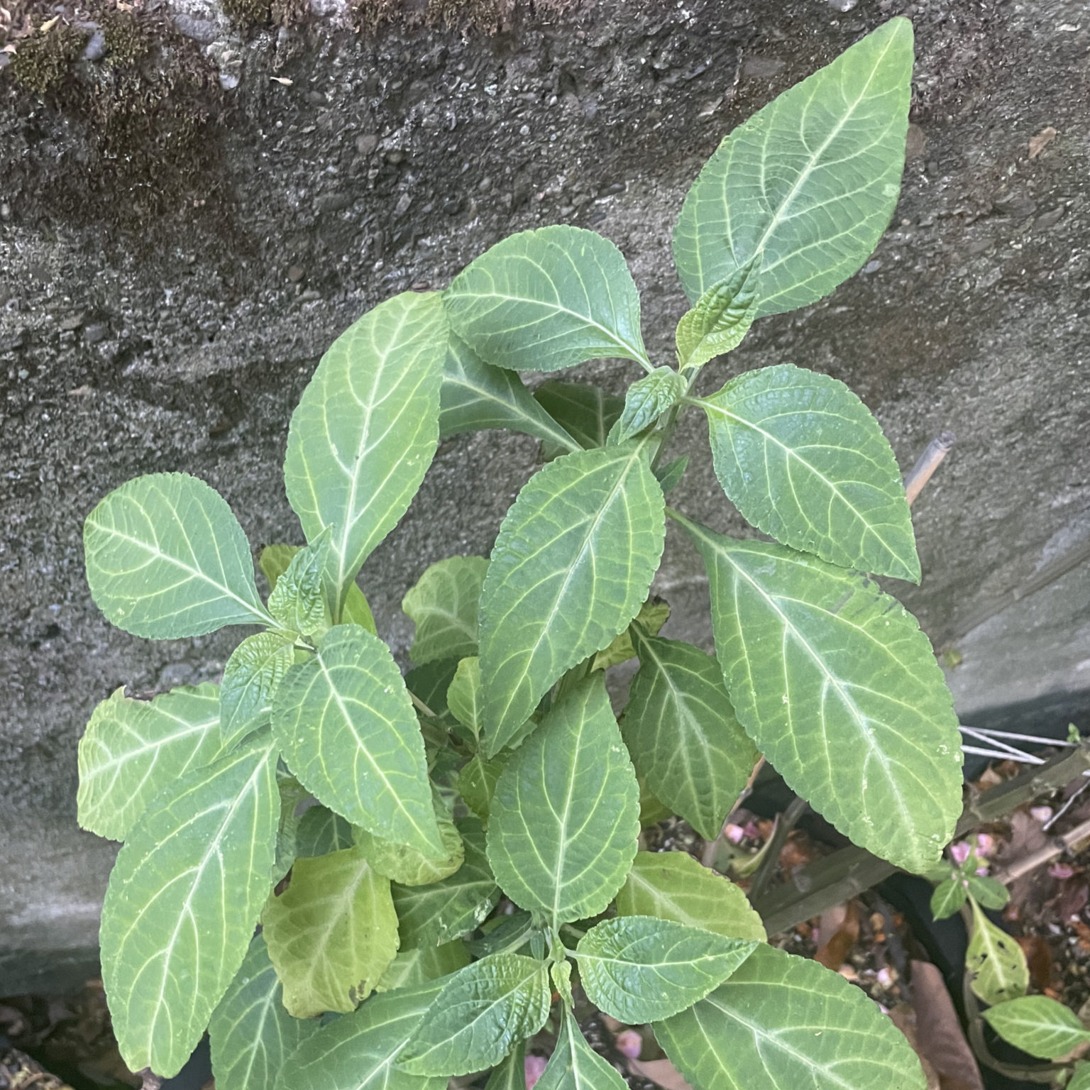 What is Salvia divinorum? - SalviaSeller